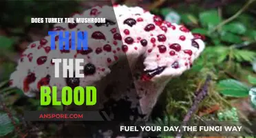 Turkey Tail Mushrooms: Natural Blood Thinners?