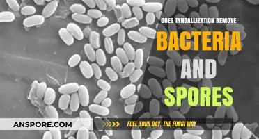 Tyndallization: Effective Method to Eliminate Bacteria and Spores?
