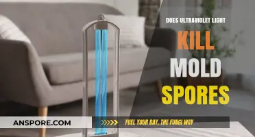 Ultraviolet Light vs. Mold Spores: Effective Solution or Myth?