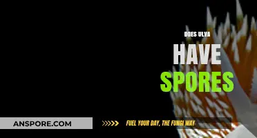 Ulva's Reproduction Mystery: Do These Green Algae Produce Spores?