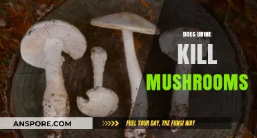 Urine's Impact: Can It Kill Mushrooms?