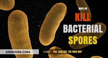 UV Light's Effectiveness Against Bacterial Spores: Fact or Fiction?