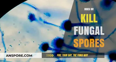 UV Light's Power: Can It Effectively Eliminate Fungal Spores?