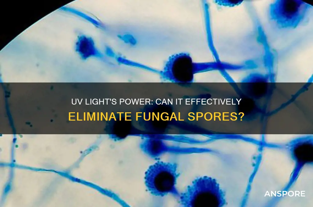 does uv kill fungal spores