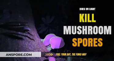 UV Light: Effective Killer of Mushroom Spores?