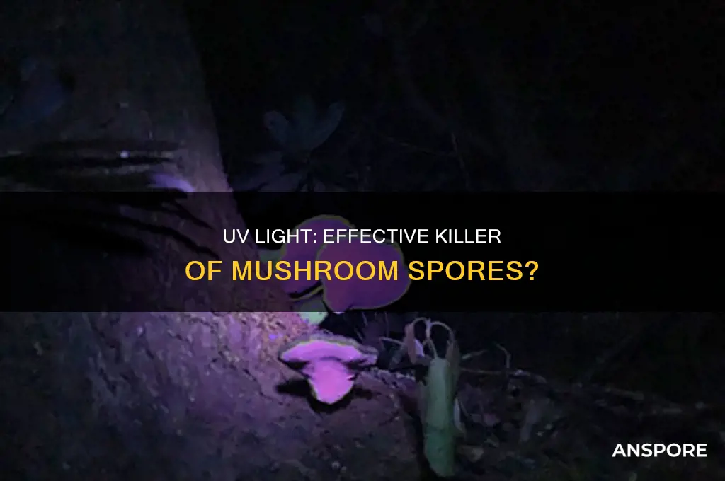 does uv light kill mushroom spores