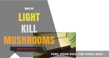 UV Light: Can It Kill Mushrooms?