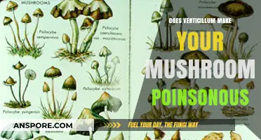 Verticillium and Mushroom Safety: Are Your Fungi Poisonous?