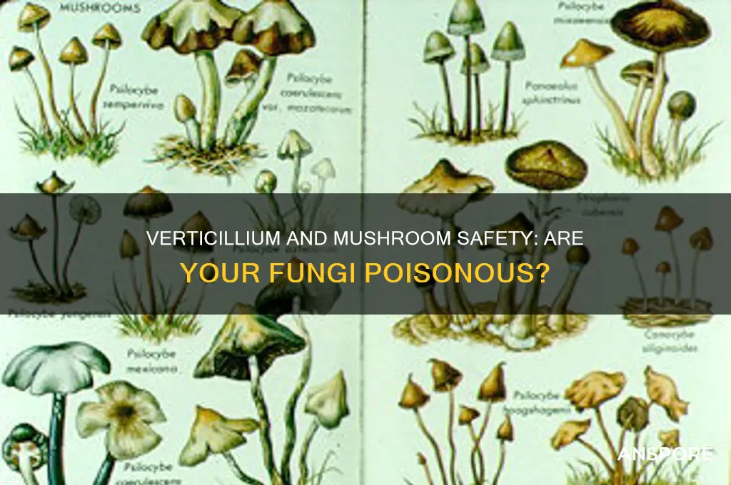 does verticillum make your mushrooms poinsonous