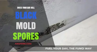 Vinegar's Power: Can It Effectively Kill Black Mold Spores?