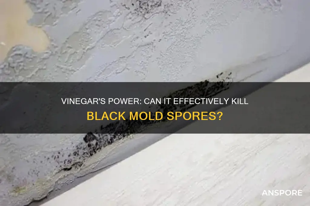 does vinegar kill black mold spores