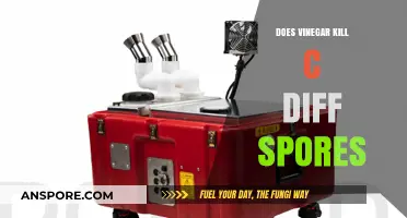 Can Vinegar Effectively Kill C. Diff Spores? Facts and Myths