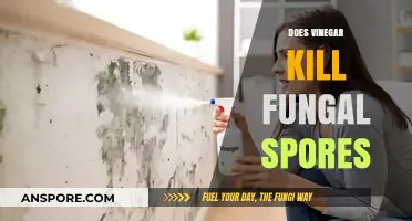 Vinegar's Power: Can It Effectively Kill Fungal Spores?