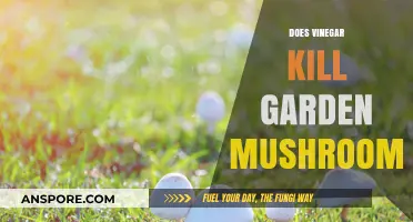 How Vinegar Can Kill Your Garden Mushrooms