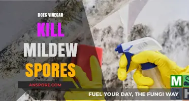 Vinegar's Power: Can It Effectively Kill Mildew Spores?