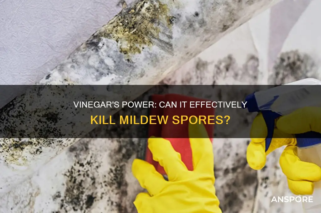 does vinegar kill mildew spores