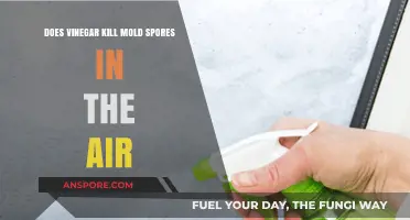 Can Vinegar Effectively Eliminate Airborne Mold Spores? Facts Revealed