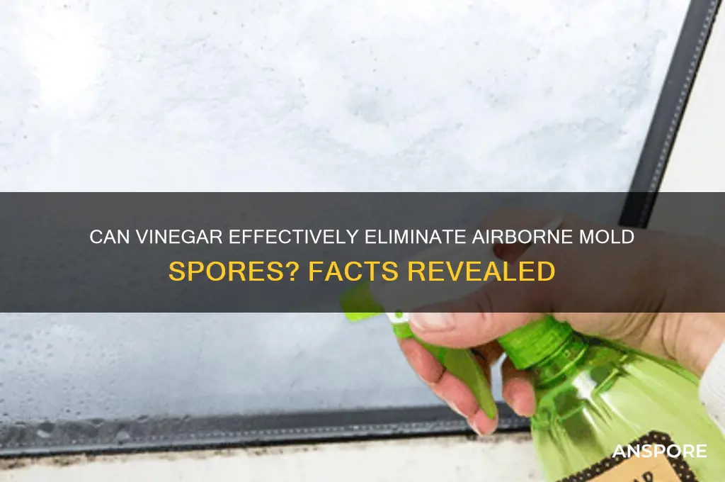 does vinegar kill mold spores in the air