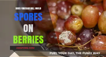 Vinegar's Power: Can It Eliminate Mold Spores on Berries?
