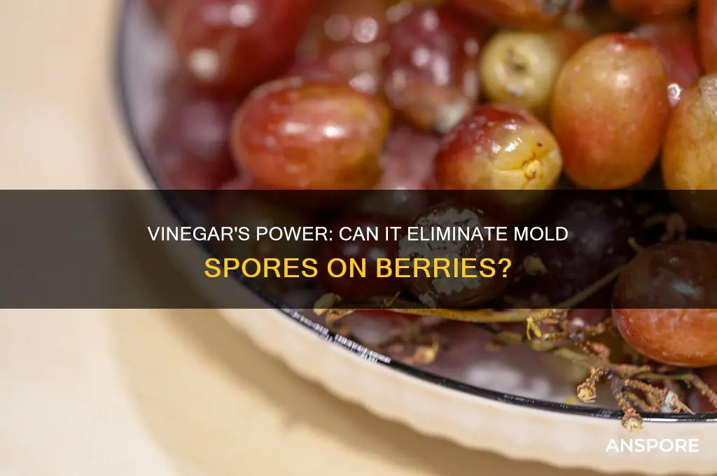 does vinegar kill mold spores on berries