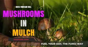 How to Use Vinegar to Kill Mushrooms in Mulch