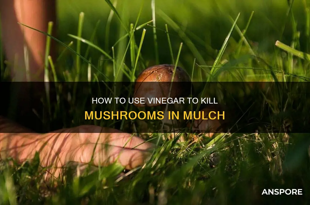 does vinegar kill mushrooms in mulch