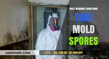 Washing Away Mold: Does Cleaning Eliminate Mold Spores Effectively?