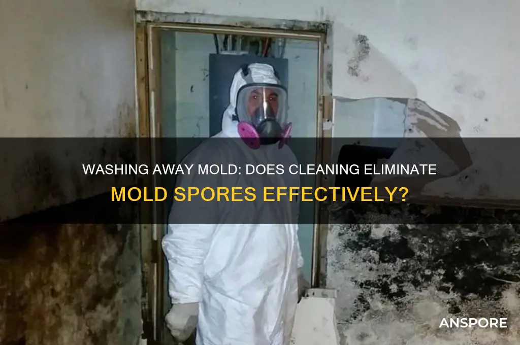 does washing something take mold spores