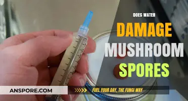 Mushroom Spores: Water Damage and Its Effects
