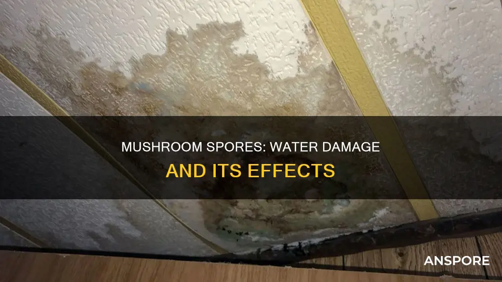 does water damage mushroom spores