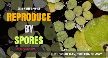 Water Spangle Reproduction: Unveiling the Role of Spores in Their Lifecycle