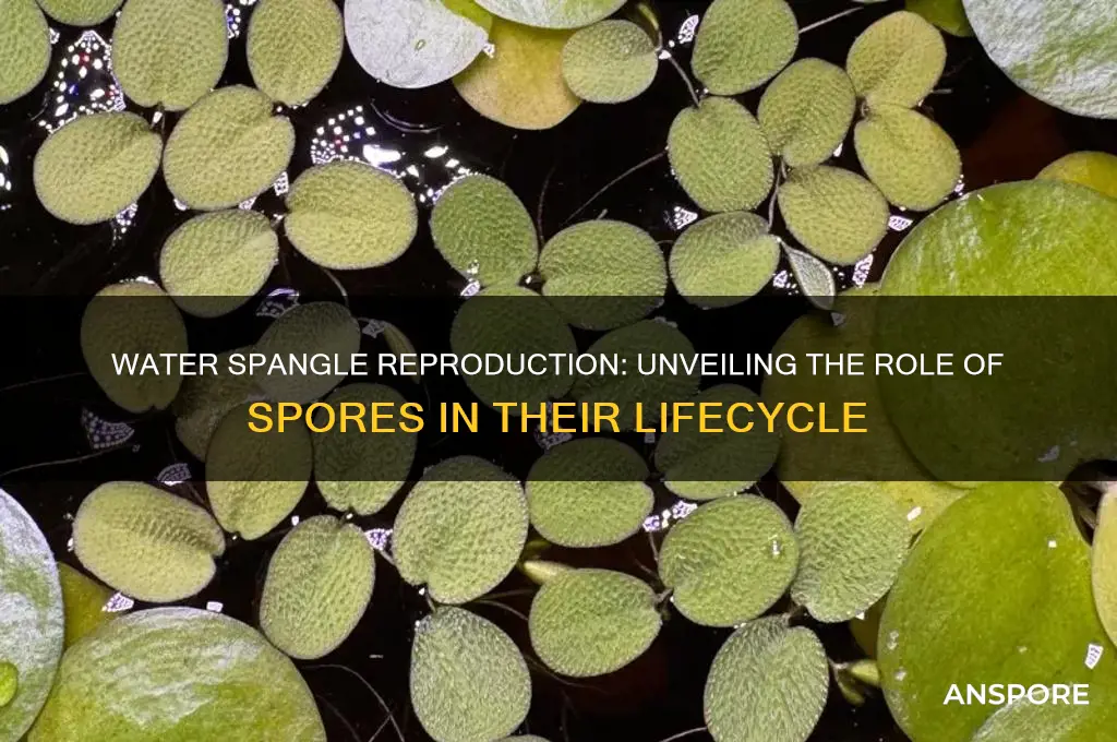 does water spangle reproduce by spores