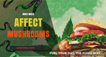 Weed and Mushrooms: A Complex Interaction