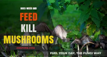 Weed and Feed vs. Mushrooms: Does It Kill Fungal Growth?