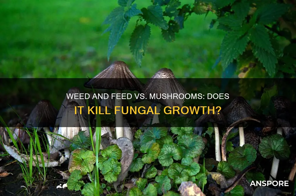 does weed and feed kill mushrooms