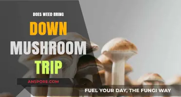 Can Weed Calm a Mushroom Trip?