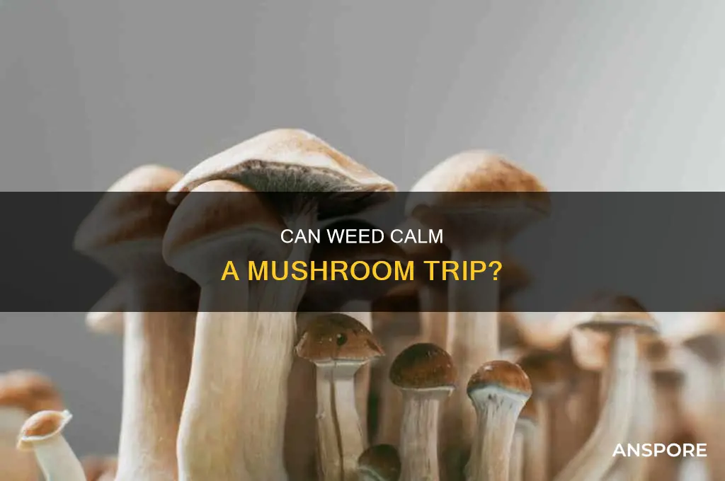 does weed bring down mushroom trip