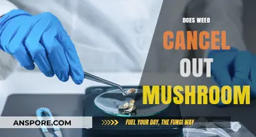 Weed and Shrooms: Mixing Magic and Relaxation