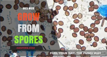 Can Weed Grow from Spores? Unraveling the Cannabis Cultivation Myth