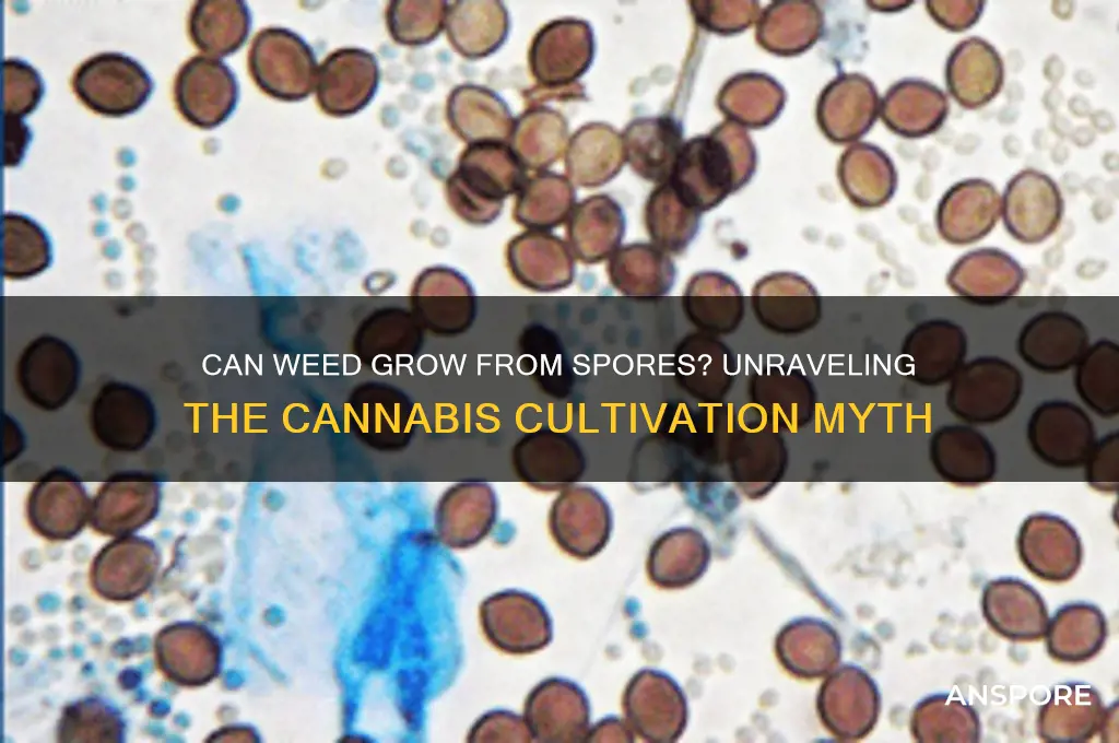 does weed grow from spores