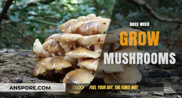 Can Cannabis Plants Grow Mushrooms? Exploring the Myth and Reality