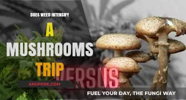 Weed and Shrooms: A Psychedelic Synergy?