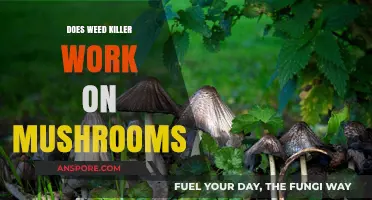 Weed Killer vs Mushrooms: What Works?