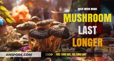 Weed and Mushrooms: Does Cannabis Extend Psilocybin's Effects?