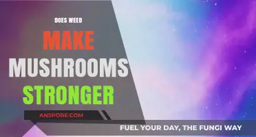 Can Cannabis Enhance Psilocybin Effects? Exploring Weed and Mushrooms Synergy