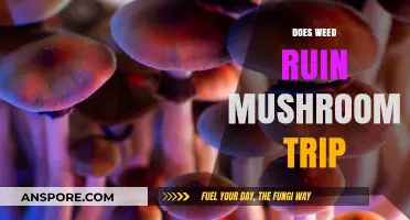 Weed and Shrooms: A Trip Ruined?