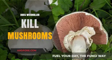 Weedkiller and Mushrooms: What's the Deal?