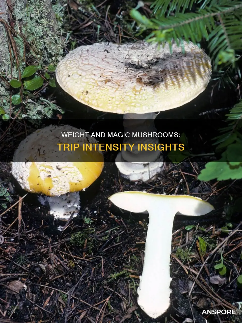 does weight affect mushroom trips
