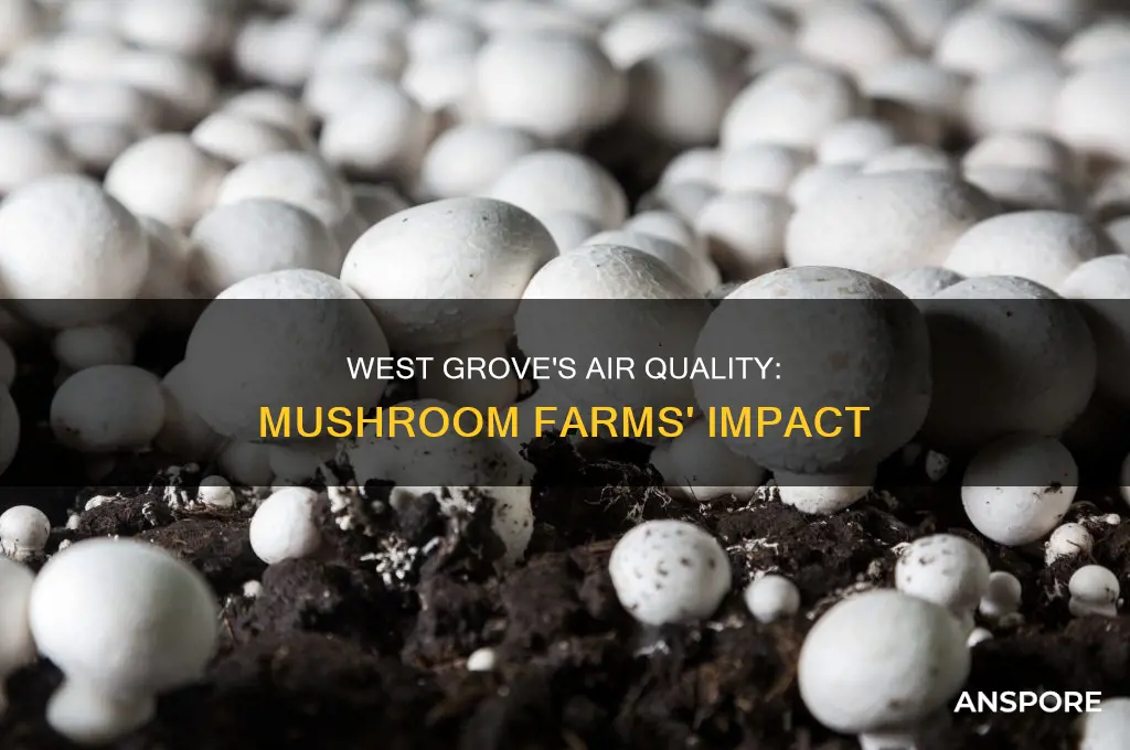 does west grove stink from mushroom farms