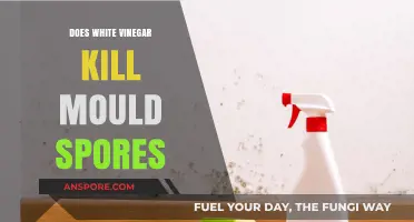 White Vinegar's Power: Can It Effectively Kill Mould Spores?